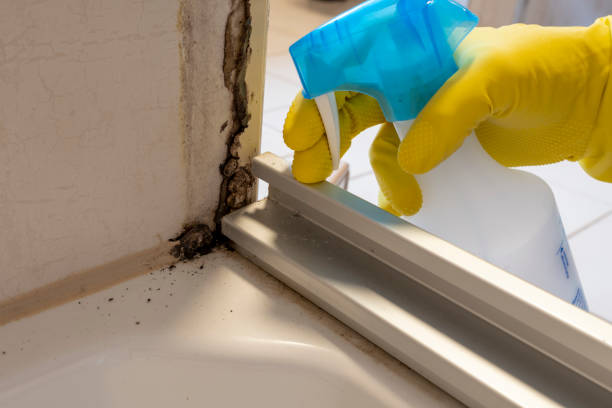 Best Kitchen Mold Remediation in Crescent City, CA