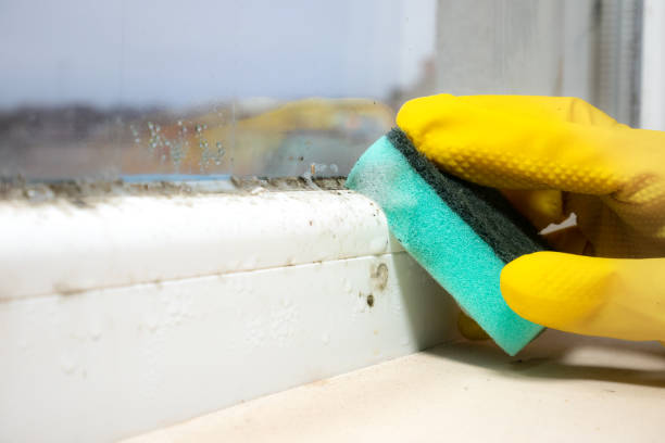 Best Preventive Mold Services in Crescent City, CA