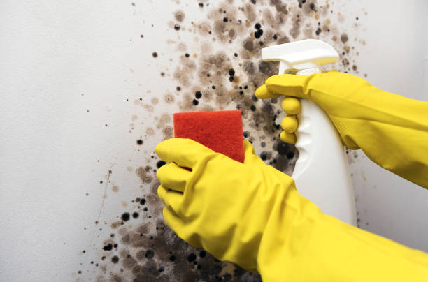 Best Basement Mold Remediation in Crescent City, CA