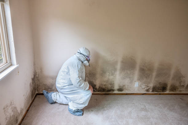 Best Residential Mold Remediation in Crescent City, CA