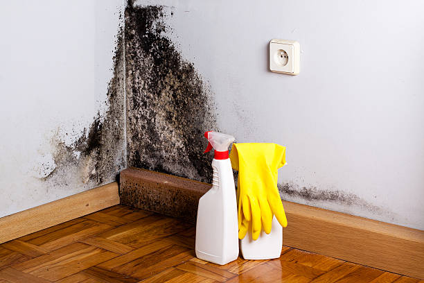 Best Residential Mold Remediation in Crescent City, CA