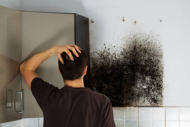Reliable Crescent City, CA Mold Remediation Solutions