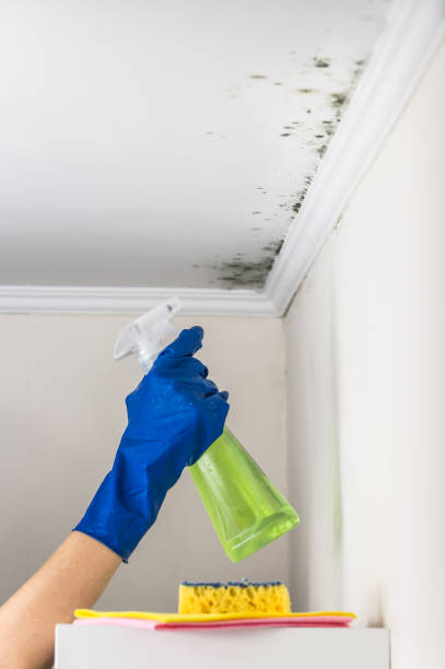 Best Mold Testing and Inspection Services in Crescent City, CA